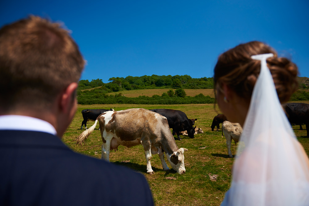 cows with bride and groom